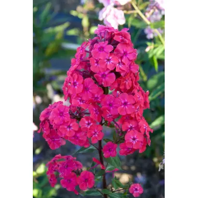 Юбилейный / Ювілейний