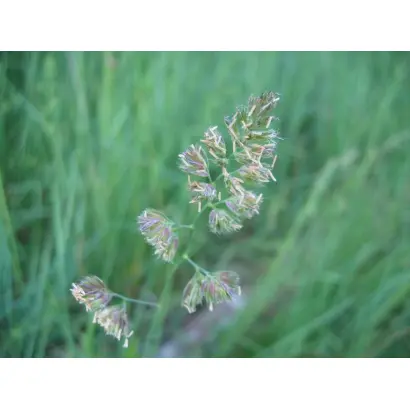 Бойківчанка