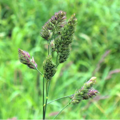 Дрогобычанка / Дрогобичанка