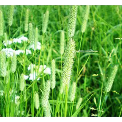 TREPOSNO / ТРЕПОЗНО