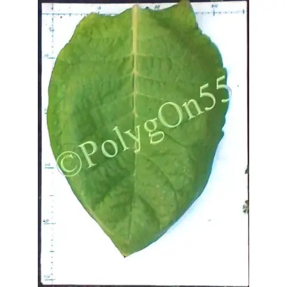 Вирджиния 27 / Вірджинія 27