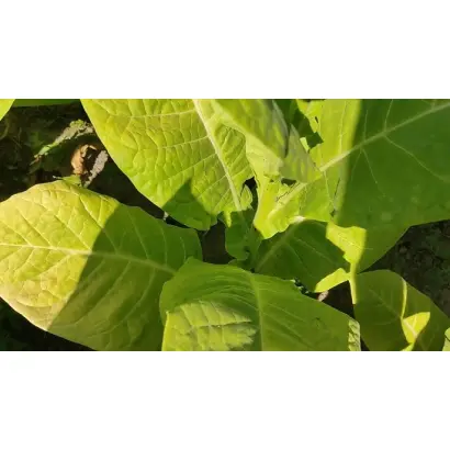 Жовтолистий 36