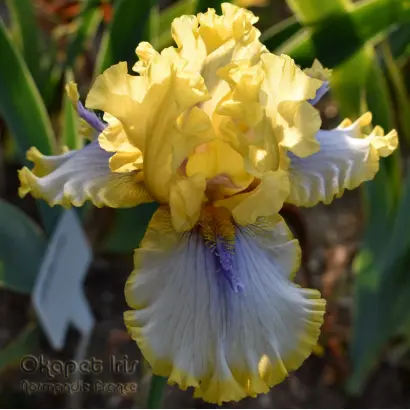 Эраут Эттент / Ераунт Еттент