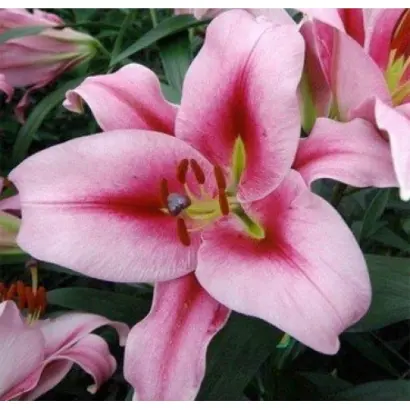 Мэрриот / Мерріот