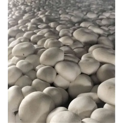 Euromycel E21 / Євроміцель Е21