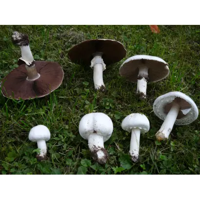 Euromycel E25 / Євроміцель Е25