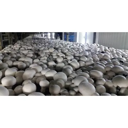 Euromycel E55 / Євроміцель Е55