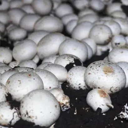 Sylvan A-15 / Сілван А-15