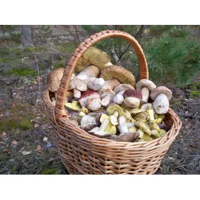 Triple X S / Тріпл ІКС ЕС