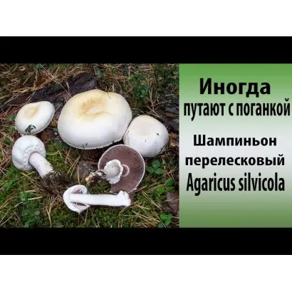 ИБК-25 / ІБК-25