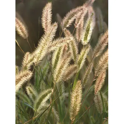 Lischka / Лішка