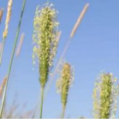 Вишгородська