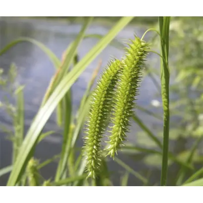 Timoturf / Тімоторф