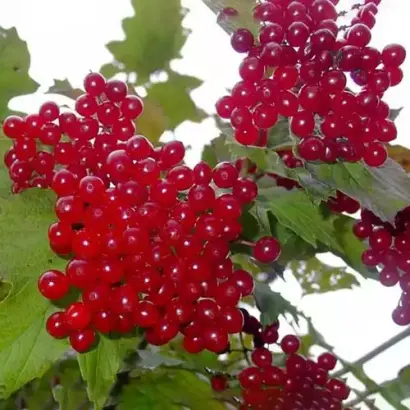 Великоплідна