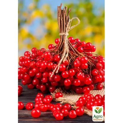 Україночка