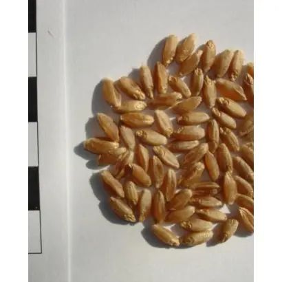 Голіковська