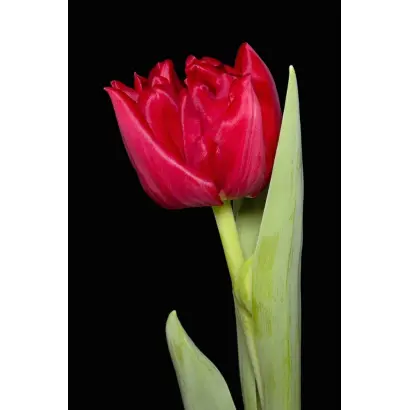 4 daagses / 4 даагсэс