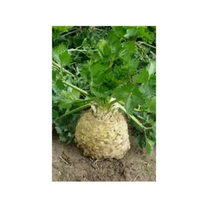 Asterix / Астерікс