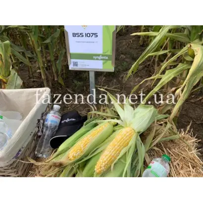 BSS1075 / БСС1075