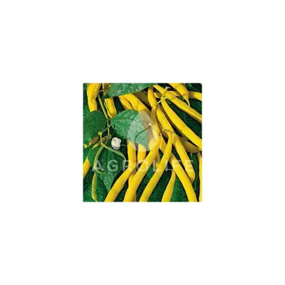 Beronia / Беронія