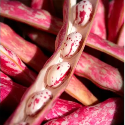 Borlotto lingua di fuoco nano / Борлотто лінгва ді фуоко нано