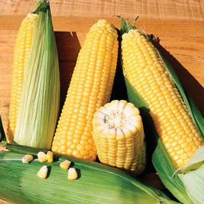 Boston F1 / Бостон F1