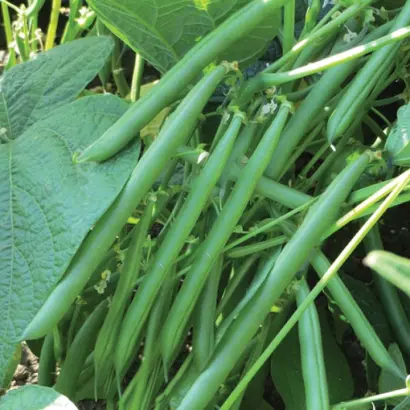 Crockett / Крокет