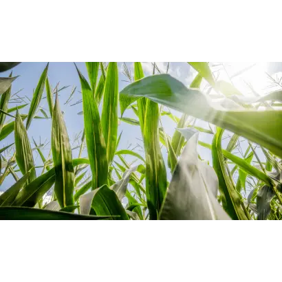 ДН Пальміра