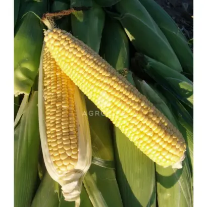 DRIVER R / ДРАЙВЕР Р