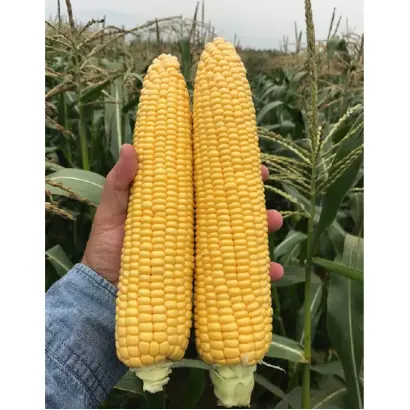 DRIVER / ДРАЙВЕР