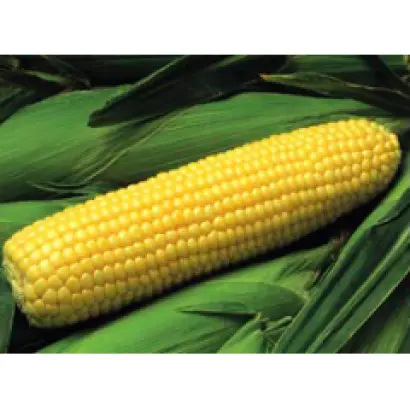 GH 2041 F1 / ГХ 2041 F1