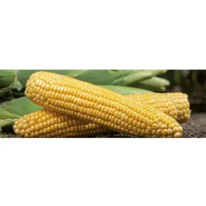 GSS14184 / ГСС14184