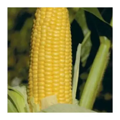 GX 2042 F1 / ГХ 2042 F1