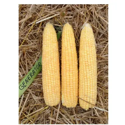 Generator / Генератор