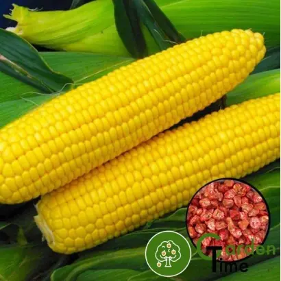 HIGLOW 52 / ХАЙГЛОУ 52