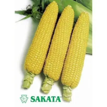 Honey Bantam 83 / Хані Бентем 83