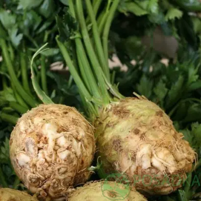 Иванко / Іванко