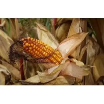 Кабанець СВ