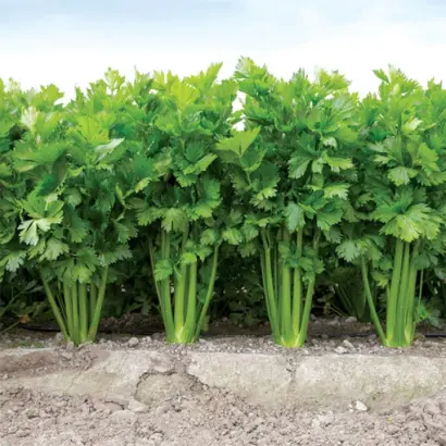 Kelvin / Келвін