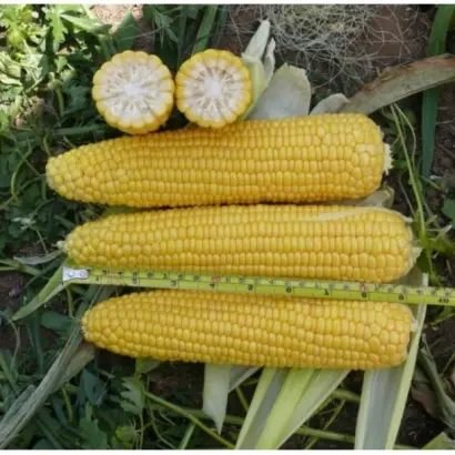 Kokanee F1 / Кокані F1