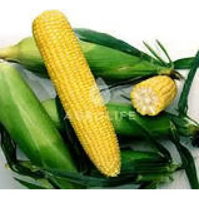 LISKAM / Ліскам