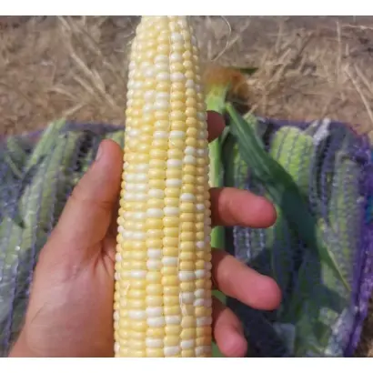 MAYBICO / МАЙБІКО