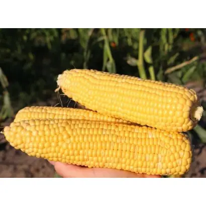 MORELAND / МОРЕЛАНД