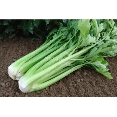 Malachit / Малахіт