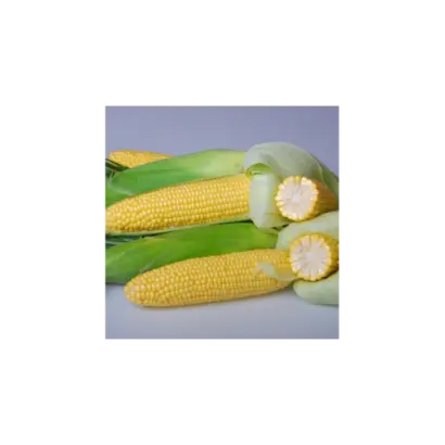 Martha F1 / Марта F1