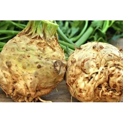 Maxim / Максим