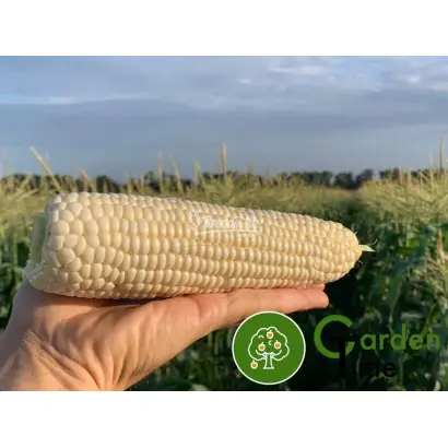 NICOLE / НІКОЛЬ