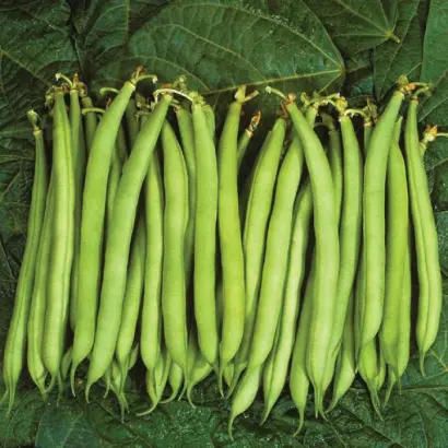 Palati / Палаті