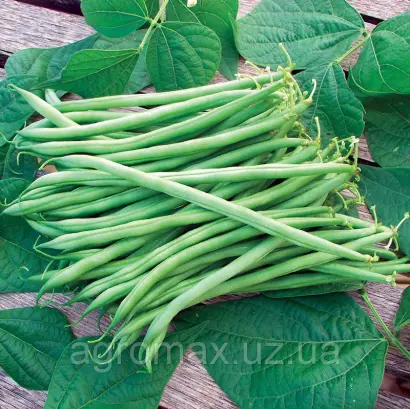 Paulista / Пауліста