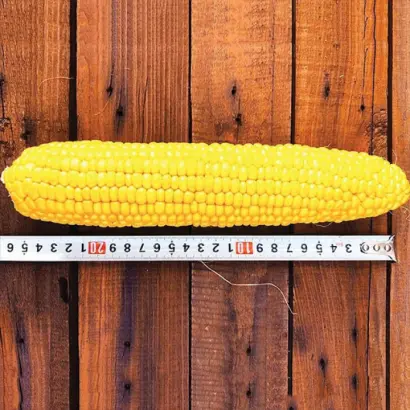 SENTINEL / Сентінель